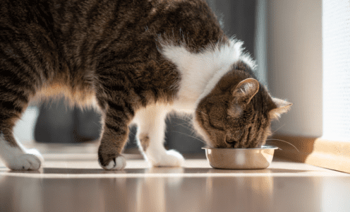 Understanding the science behind pet food palatability – Profypet Pet ...