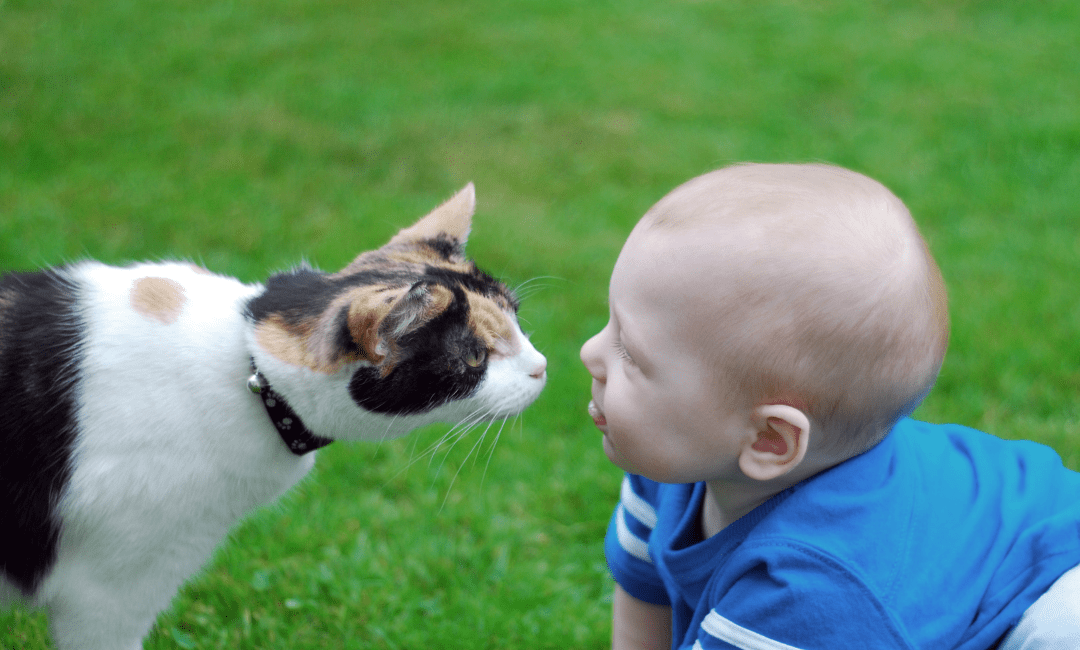 Research progress on pet food palatability assessment methods Pet