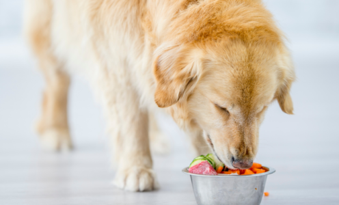 The Evolution of Pet Food Palatant - Profypet Pet Food Palatant