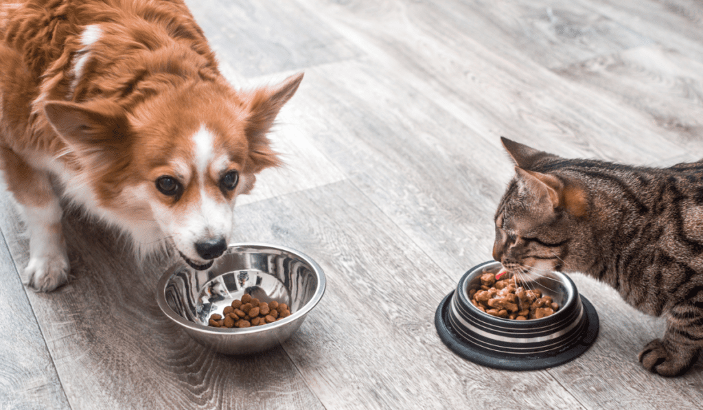 The Evolution of Pet Food Palatant - Pet Food Palatant