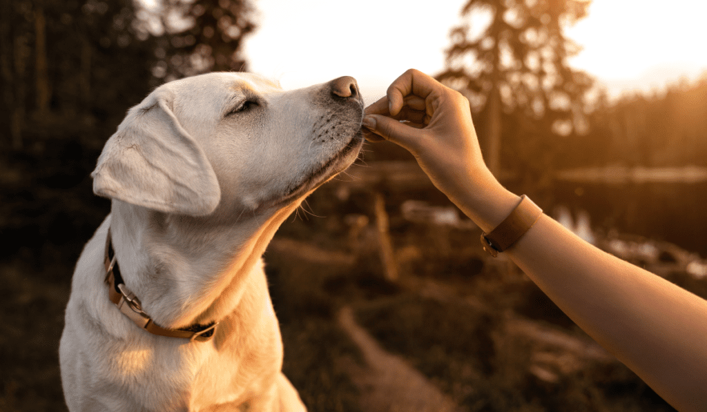 Dog food palatability enhancer