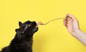 Chicken liver powder for cats