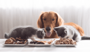dog feed palatant