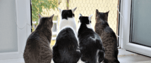 Cat food palatability enhancer