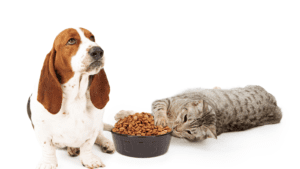 Pet Food Palatability