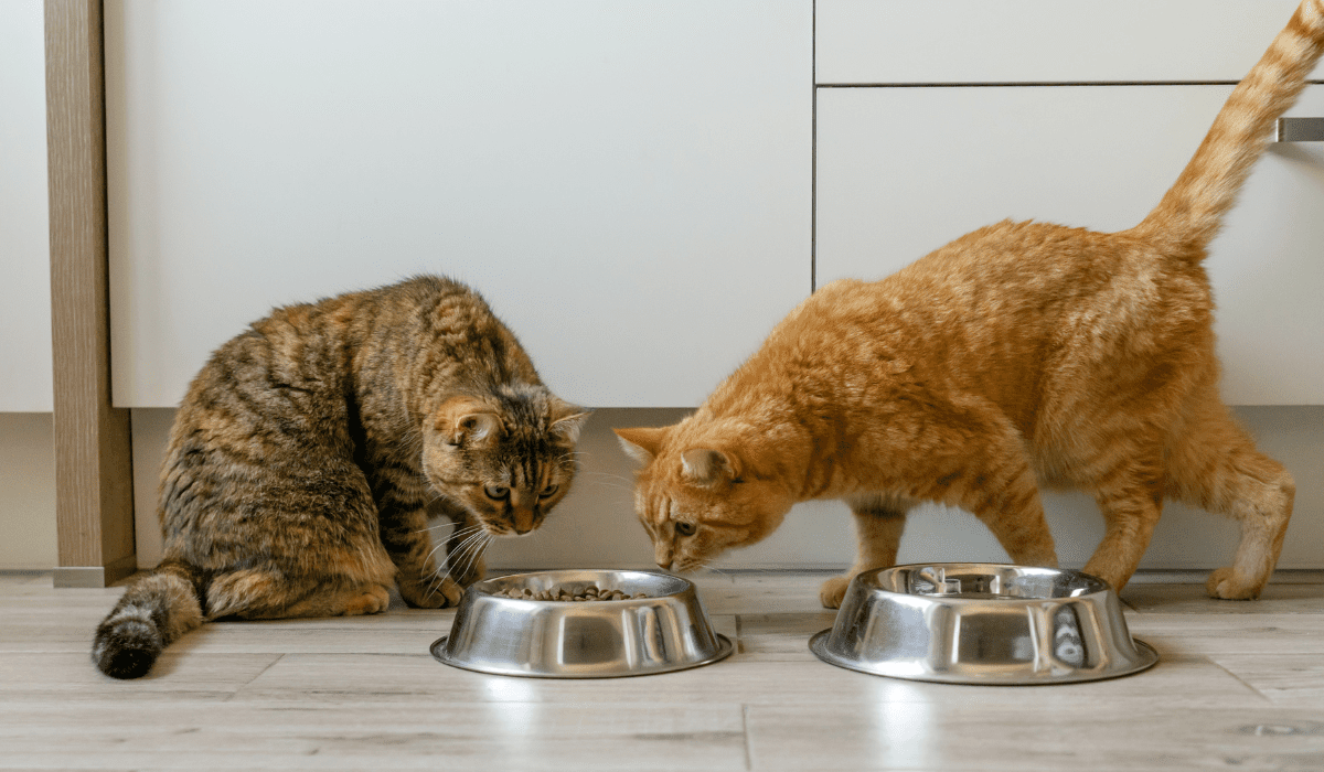 What is palatant for cat food? - Pet Food Palatant