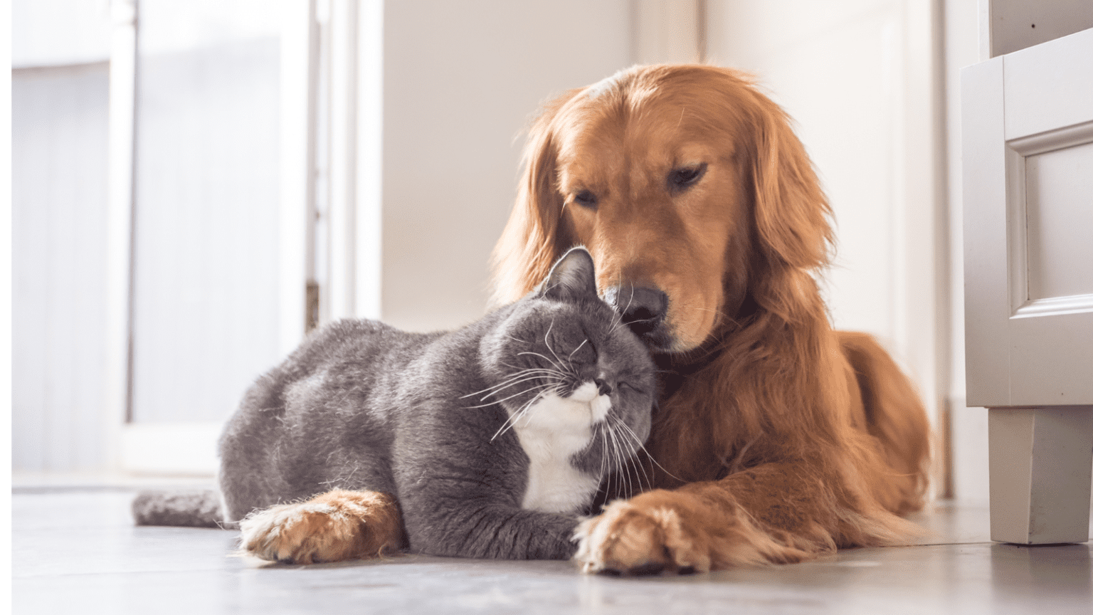 Picture of Differential Nutrient Intake Preferences in Dogs and Cats - Pet Food ...