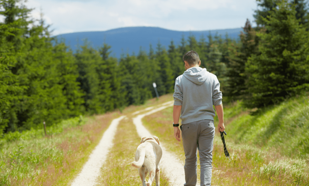 Additives in Dog Food