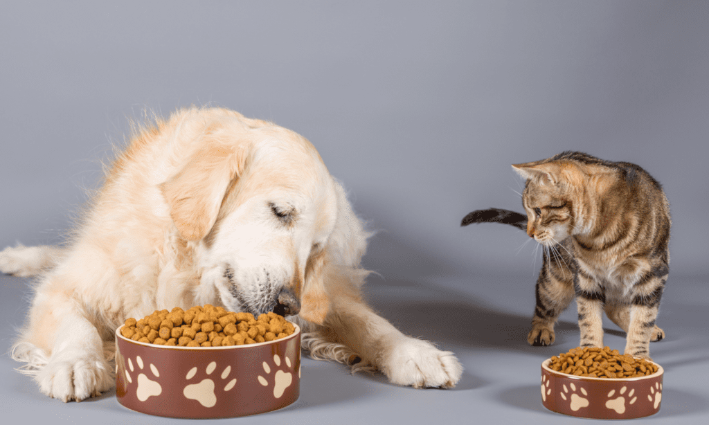 Why Does Kibble Need Them