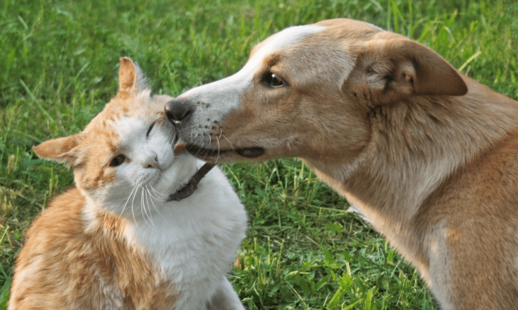 Palatants For Pet Food