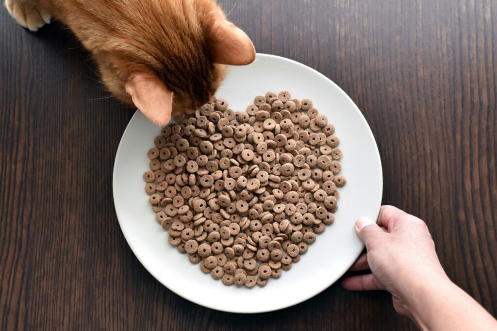 Cat eating dry cat food. Heart shape of dry cat food on a plate. Feeding cat with love concept.