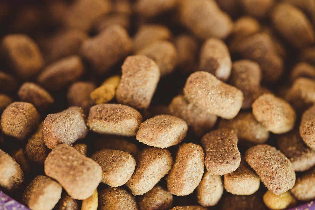 Close-up of Dog Food