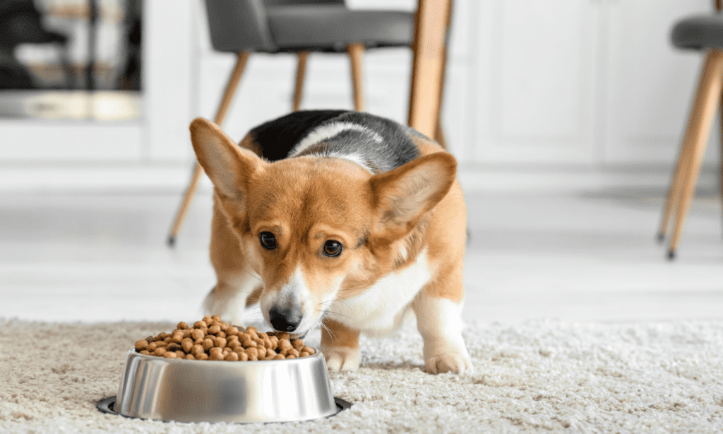 Palatability of Dog Food