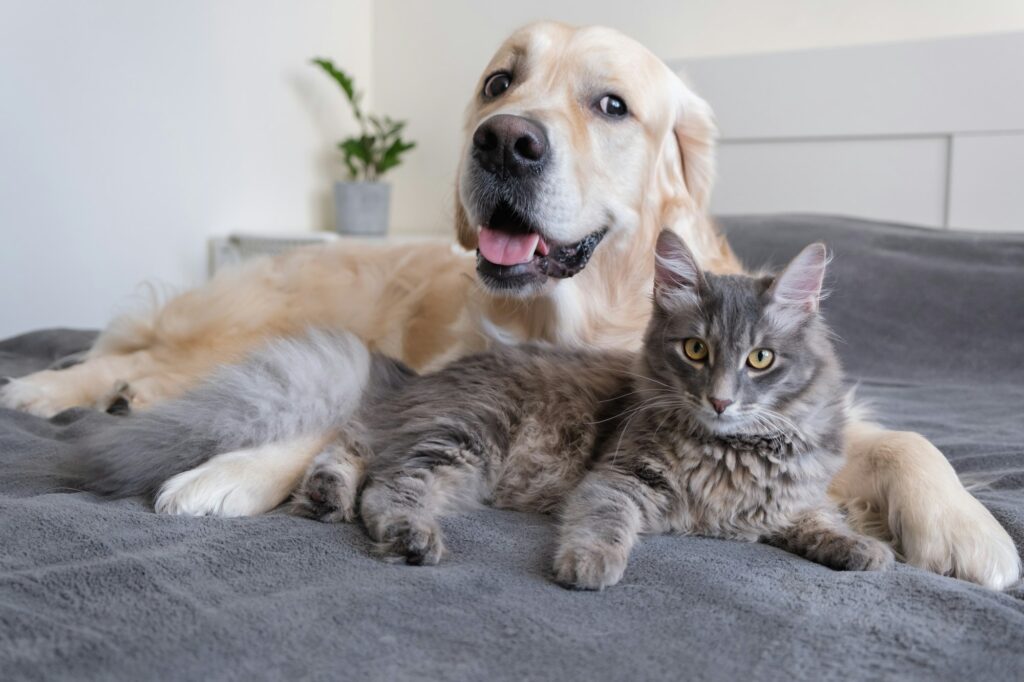 A cat and a dog lie together on the bed.