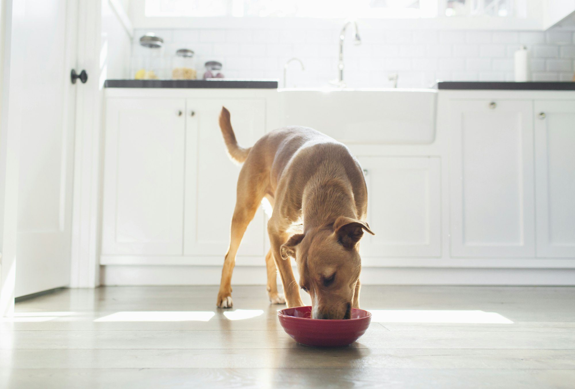 A dog enjoying a meal in a bright kitchen