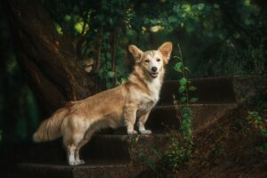 A mixed breed dog on a walk. Dog in the forest. Cute red dog