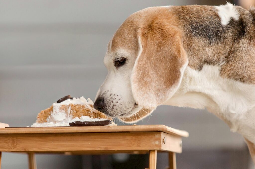 Beagle dog breed eating delicious cake. Dog food, dog bakery