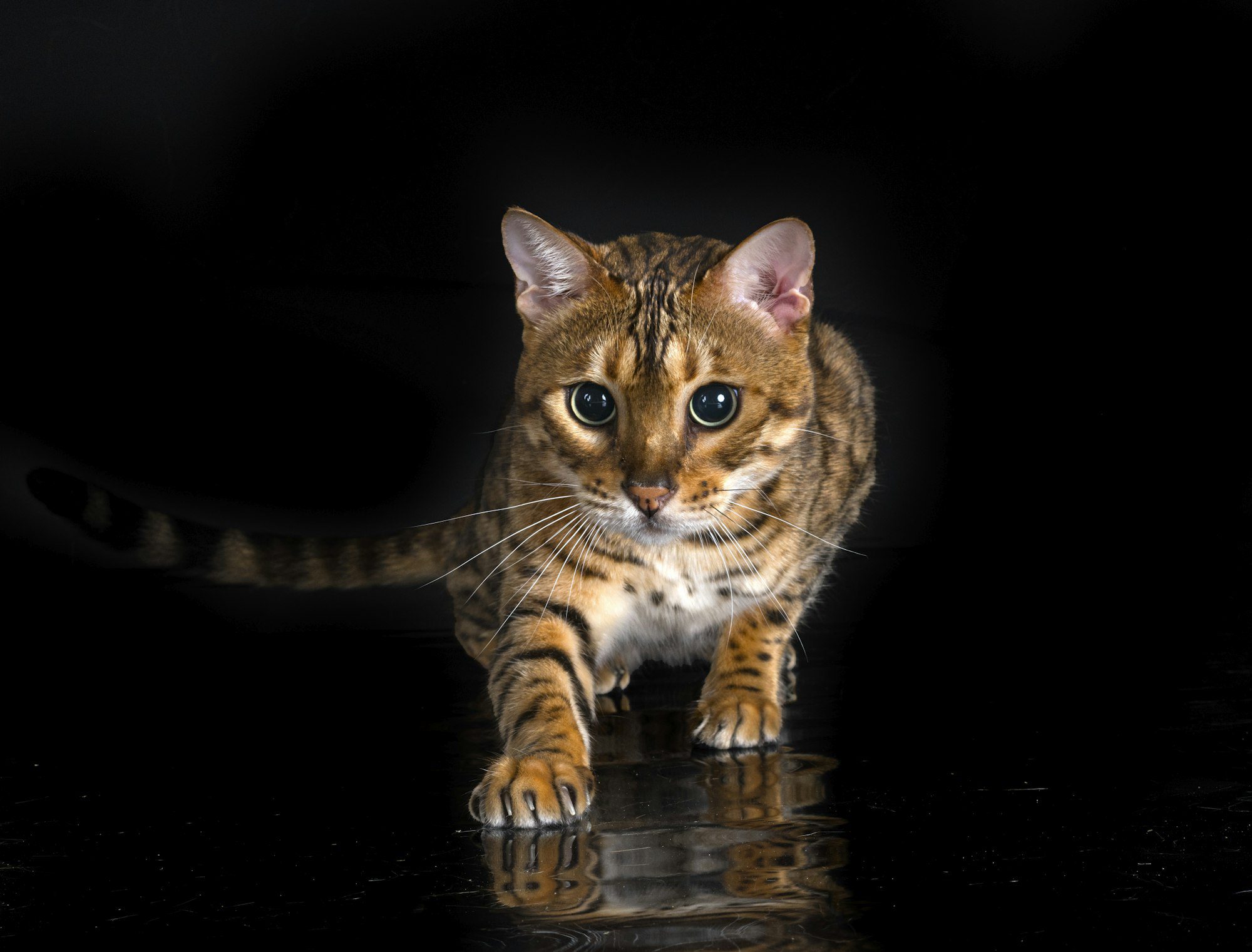 bengal cat in studio