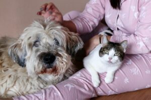 Big fluffy South Russian Shepherd Dog and white tabby cat on knees of their owner.