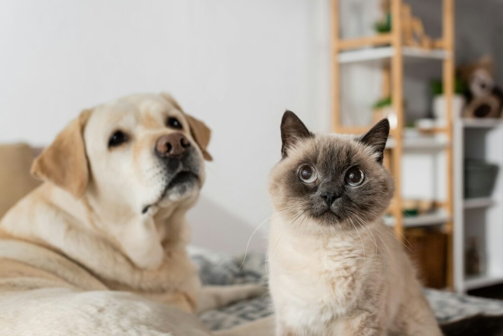 blurred labrador dog near funny cat in bedroom