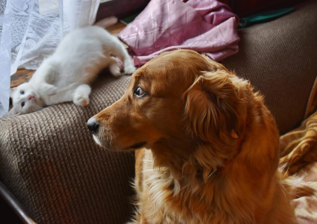 Cat and dog on the couch