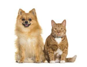 Cat and dog together, Spitz and Ginger crossbreed cat