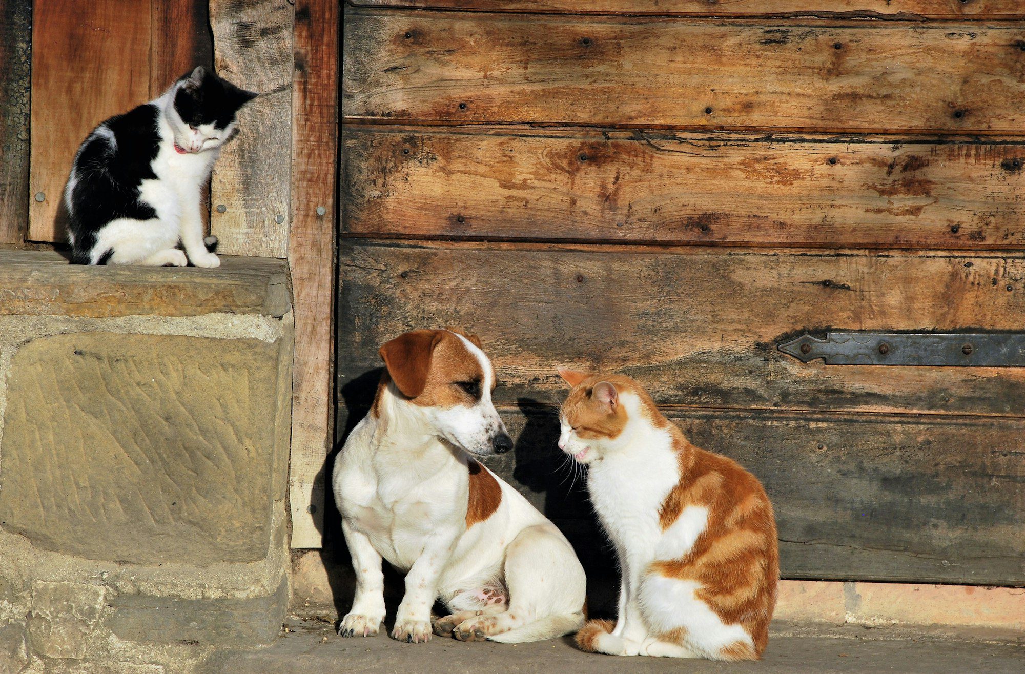 Cat and dog together