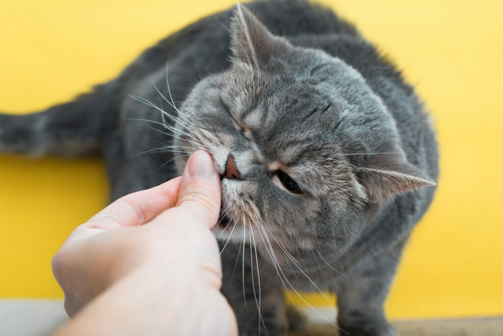 Close-up of hand feeding cat. British pet eating food on yellow background