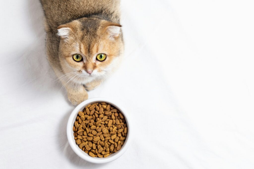 Cute cat lying near bowl with food at home. Cute kitten and bowl of cats food. Pets food