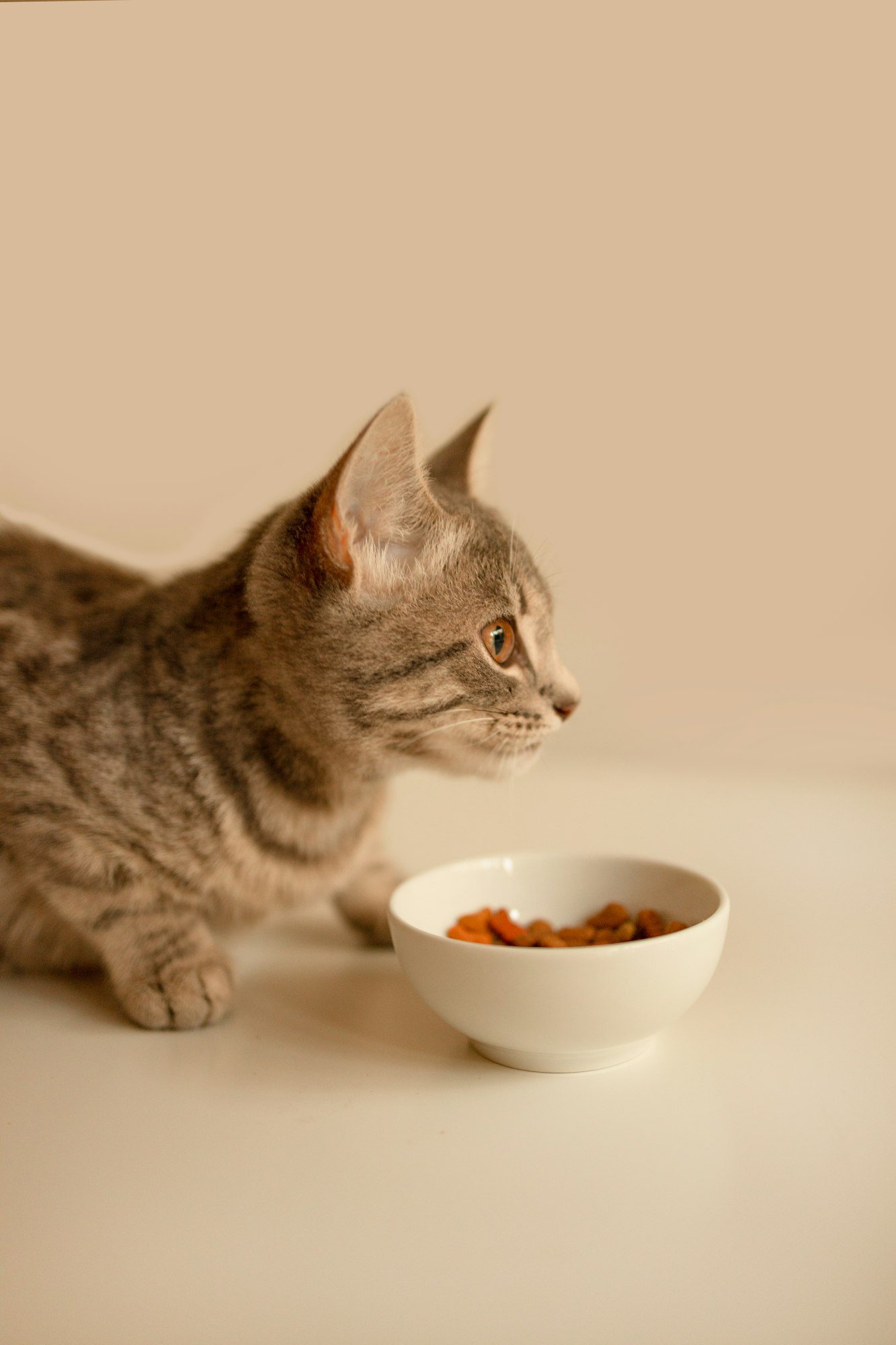 Cute kitten near a bowl of food at home. Dry pet food in a bowl.