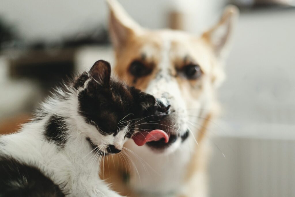 cute kitty meeting with big golden dog