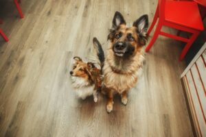 Dogs on kitchen floor begs for food. Life at home with a beloved pet