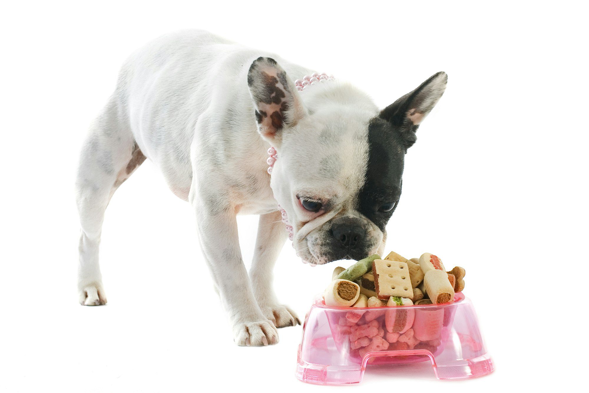 french bulldog and pet food