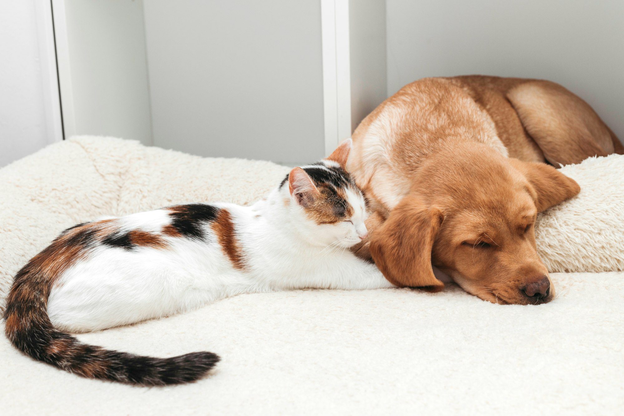 friendship between cats and dogs