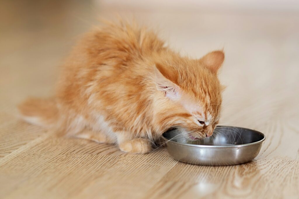 Ginger kitten eating cat's food from a bowl. Banner, copy space.