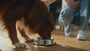 Girl feeding healthy dog at home closeup. Woman caressing lovely pet eating food