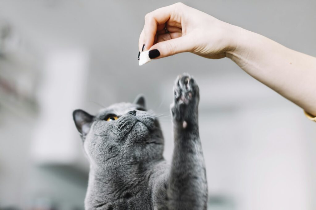 Giving a snack or treat for British cat