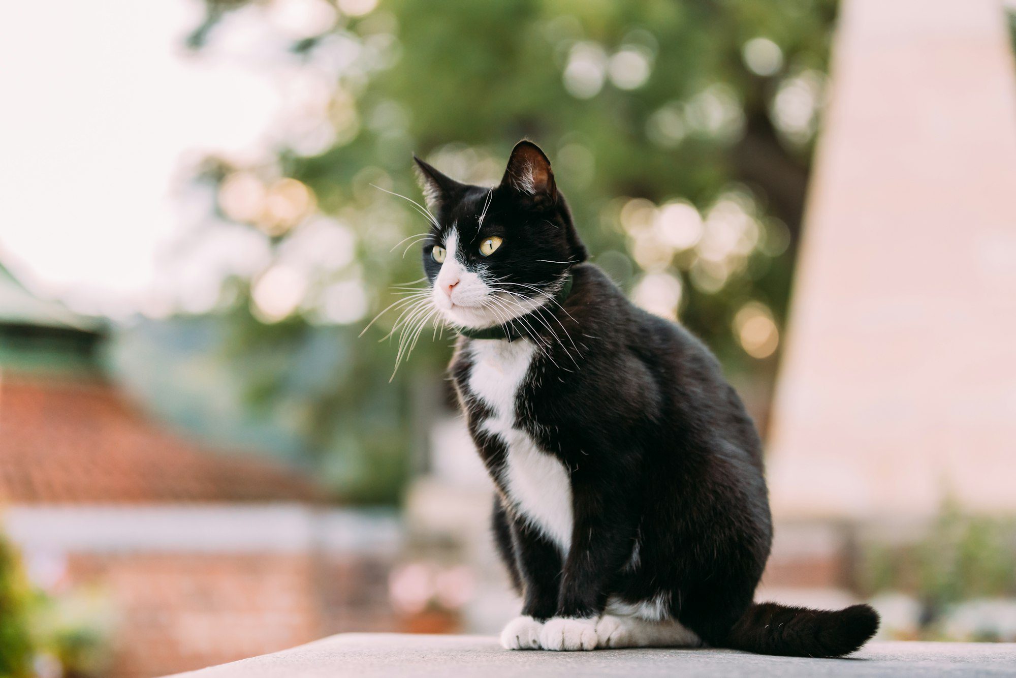 Gorgeous Black And White Cat Sitting Outdoor