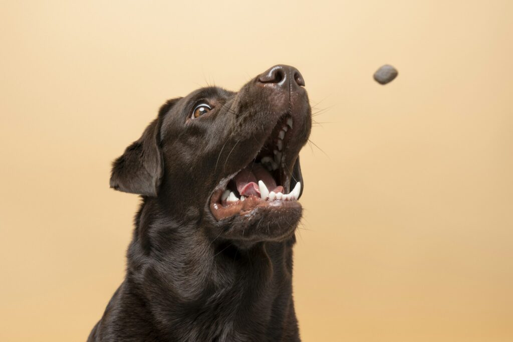 Labrador dog and dog`s food flying from above to its mouth on a beige background. Animal food