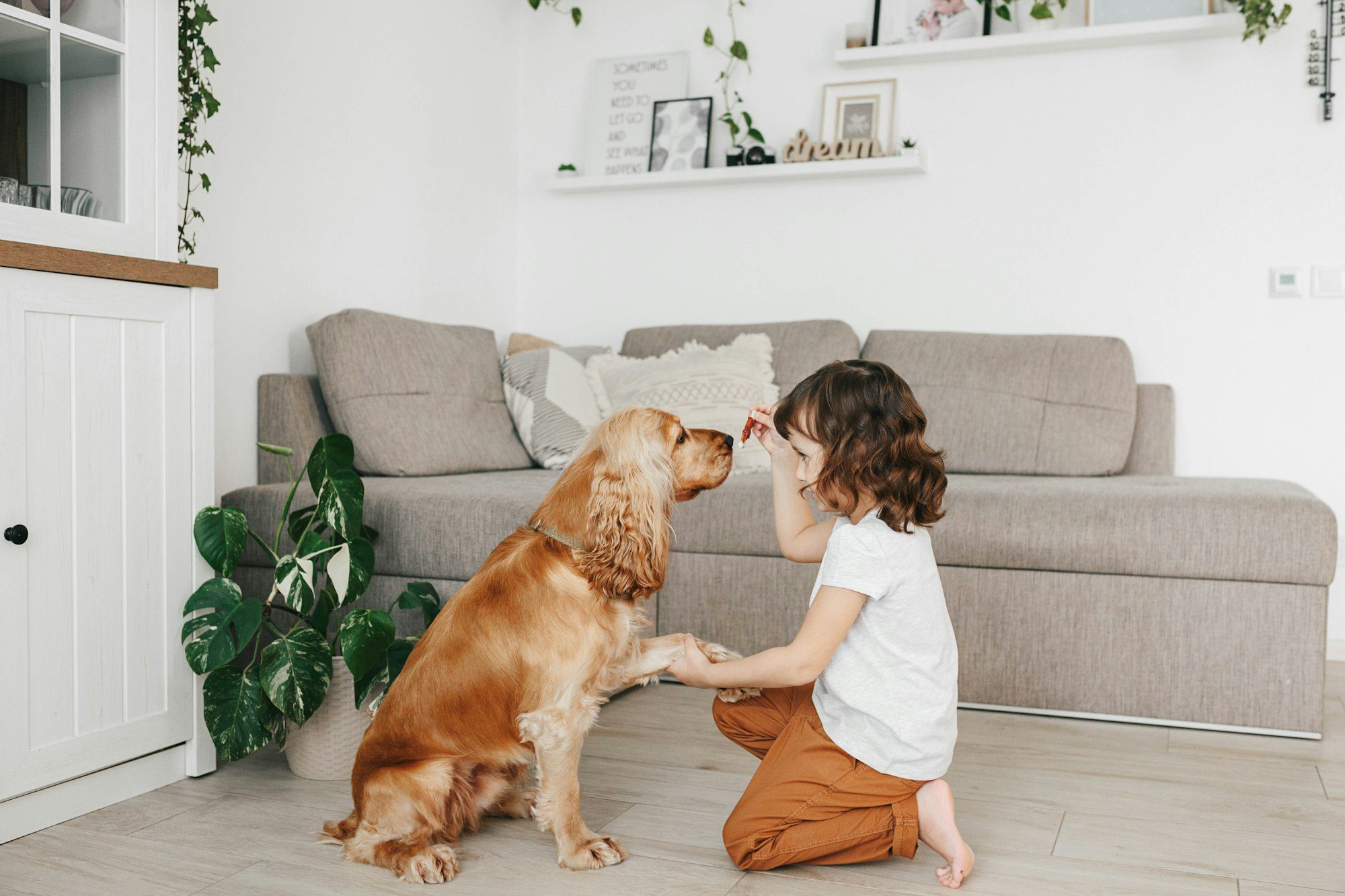 Little girl holding dog snack food and training her dog at home. teach dog to give the paw