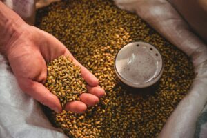 Manufacturer showing barley in sack at brewery