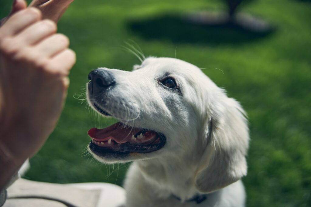 Owner holding food in front of her pet