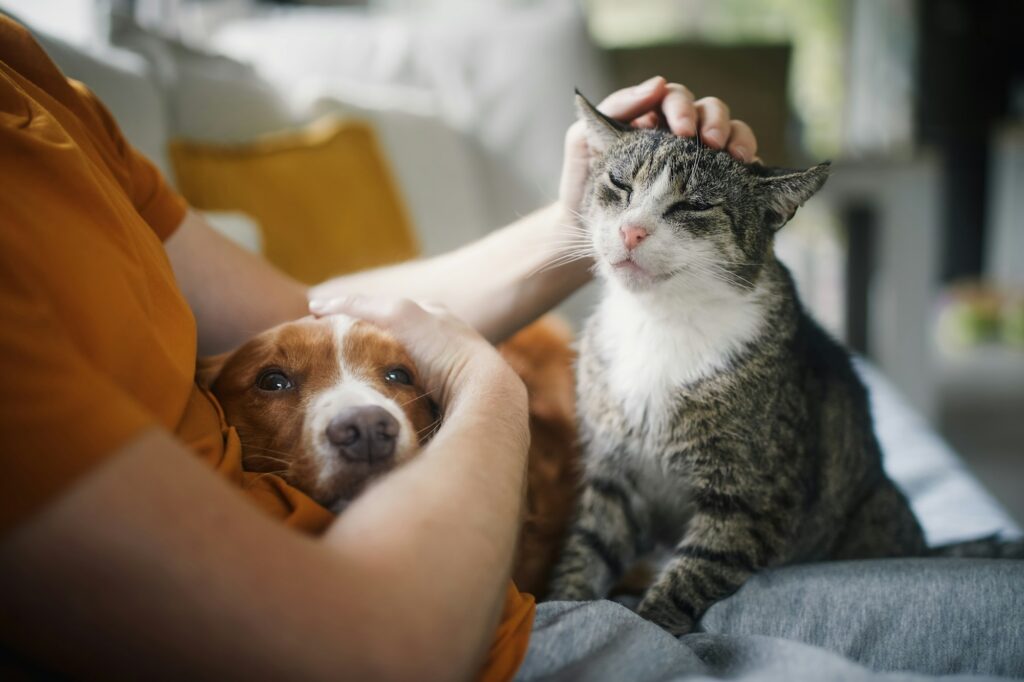 Pet owner stroking his old cat and dog together