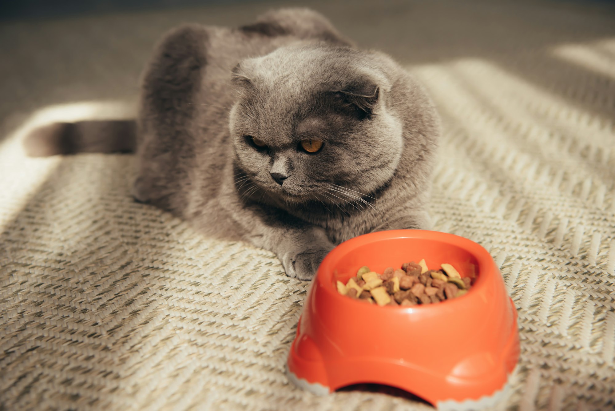 scottish fold cat with cat food in red bowl