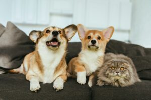 selective focus of adorable welsh corgi dogs and british longhair cat on sofa at home