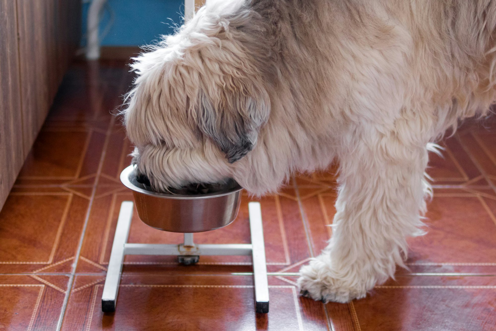 South Russian Shepherd Dog is eating dog food from bowl at home in a kitchen.