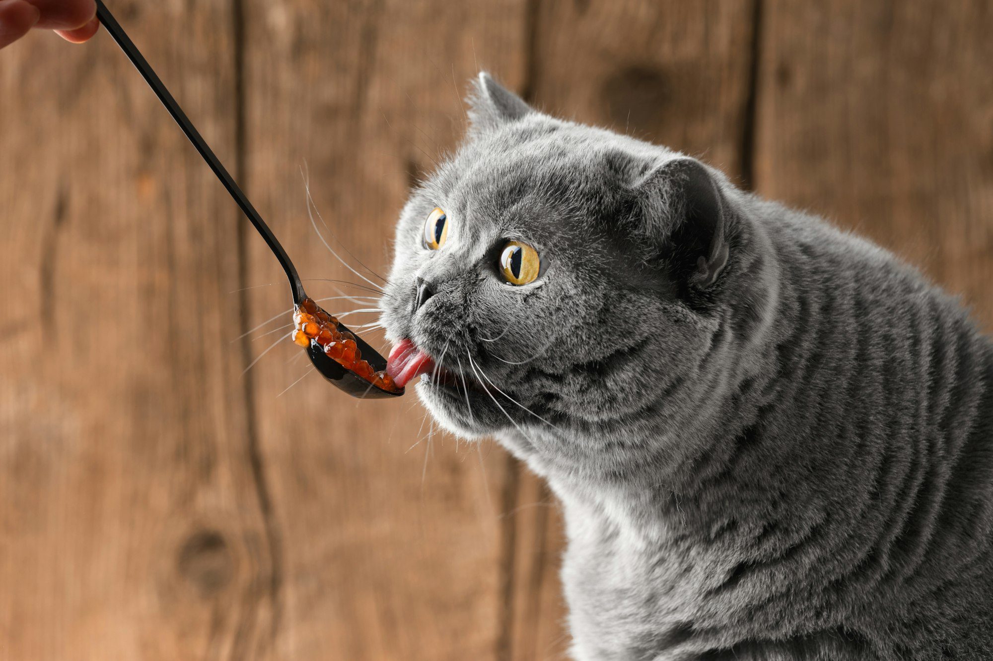 The cat eats red caviar from a spoon. Pet food.