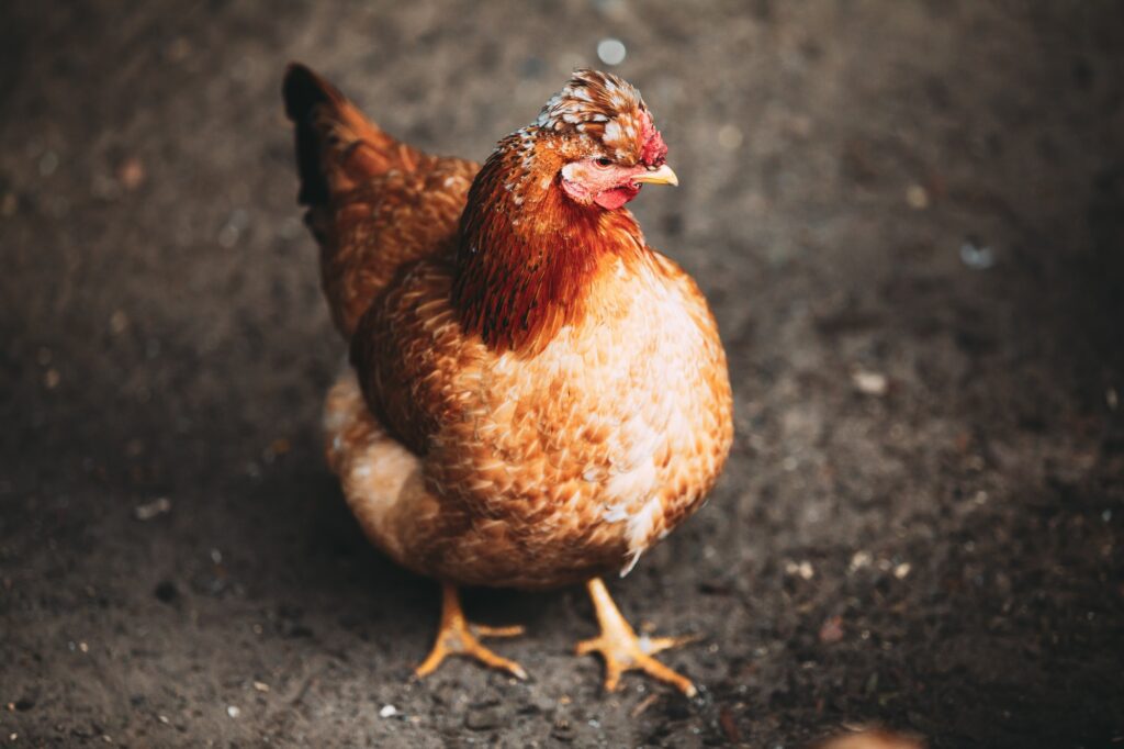 Brown red free chicken in farm