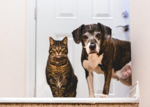 Cute tabby cat and older beagle mix dog animal pet friends, at the top of the stairs, looking down