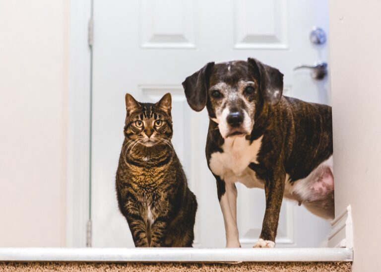 Cute tabby cat and older beagle mix dog animal pet friends, at the top of the stairs, looking down